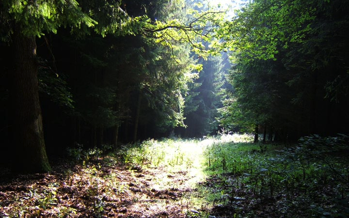 Waldweg im Schwollener Wald