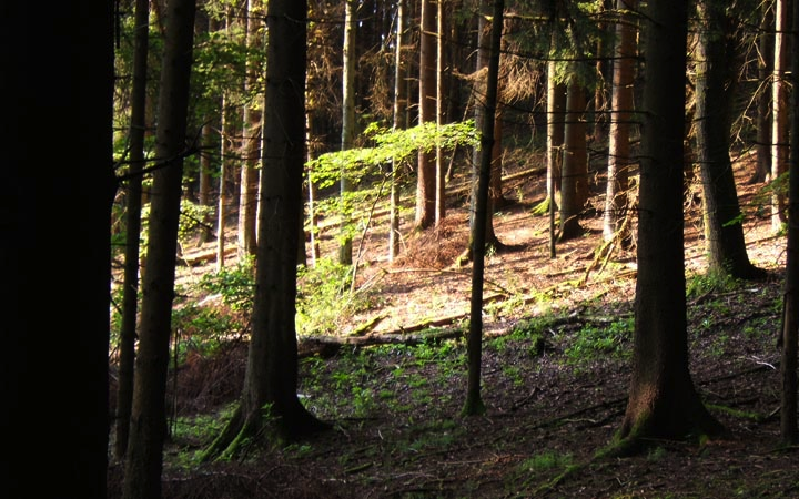 Schwollener Wald