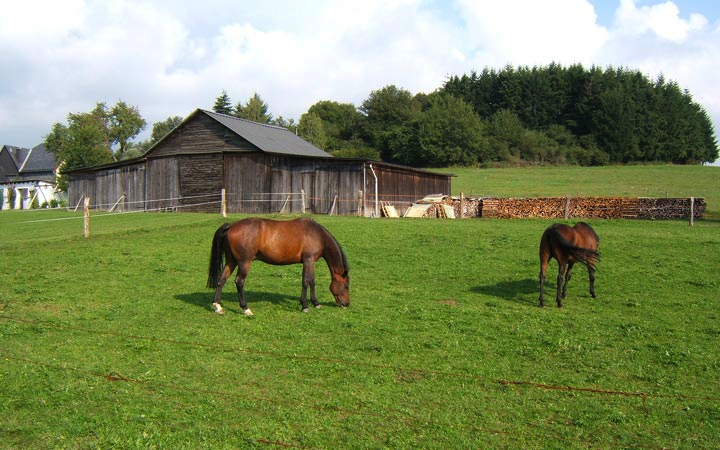 Schwollener Pferde